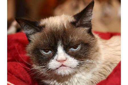 Ihr Tod versetzte die weltweite Internet-Szene am 14. Mai in Trauer: Grumpy Cat galt als eine der bekanntesten Katzen des In...