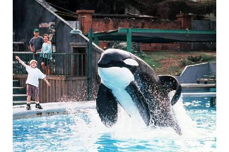 Dass dem Orca Keiko nicht schon früher als 2002 seine Freiheit geschenkt wurde, dürfte in erster Linie finanzielle Gründe ha...