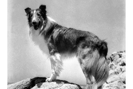 Das Gehalt des ersten Lassie-Darstellers Pal soll sich hingegen 