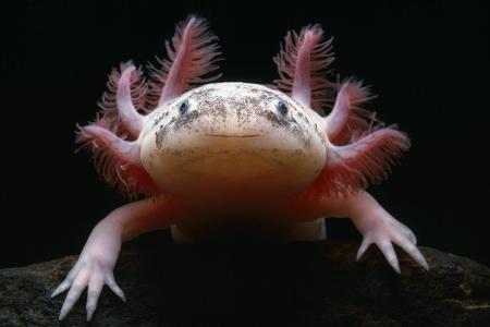 Axolotl