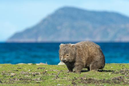 Wombat