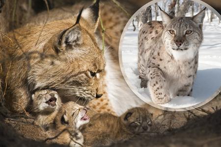 Luchs Eurasischer Luchs Jungtiere