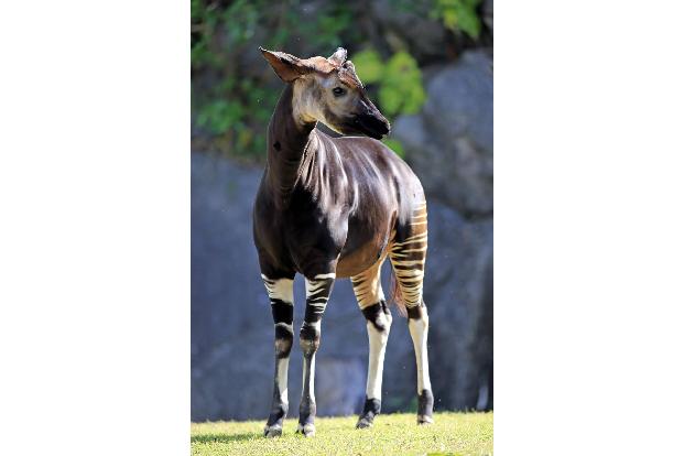 Okapi