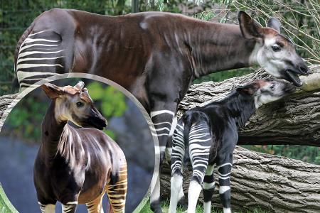 Okapi