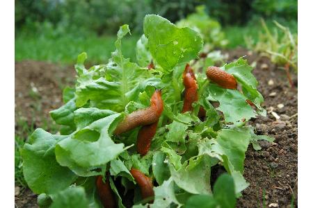 Tipps gegen Schnecken: Hausmittel kombinieren