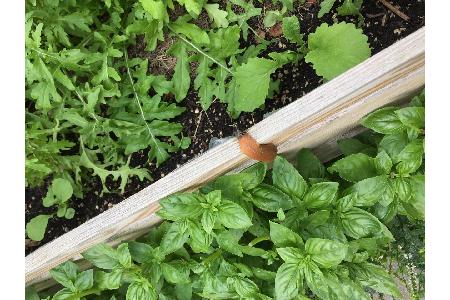 Tipps gegen Schnecken: Fallen auslegen