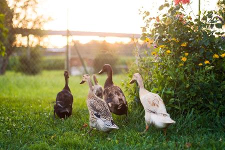 Tipps gegen Schnecken: indische Laufenten
