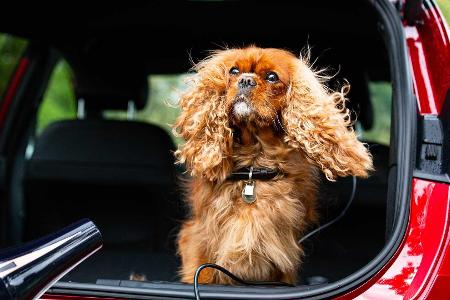 So badet man einen Hund im Ford Puma (2020)