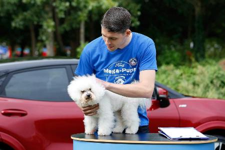 So badet man einen Hund im Ford Puma (2020)