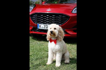 So badet man einen Hund im Ford Puma (2020)