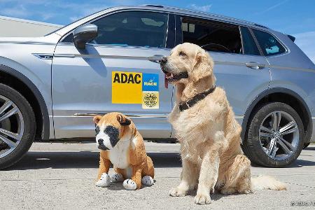 Hund im Auto unbedingt sichern: Der ADAC gibt Tipps Hund im Auto unbedingt sichern: Der ADAC gibt Tipps