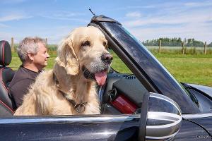 ADAC-Tipps: So sichern Sie ihren Hund im Auto