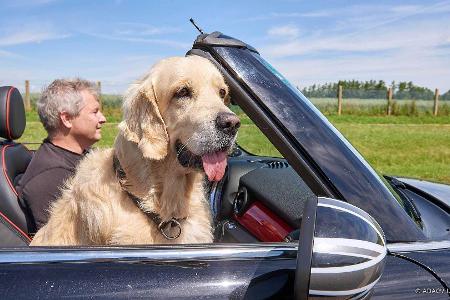 ADAC-Tipps: So sichern Sie ihren Hund im Auto