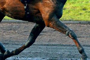 Derby-Meeting: Weiterer Sieg für Reiter aus Irland