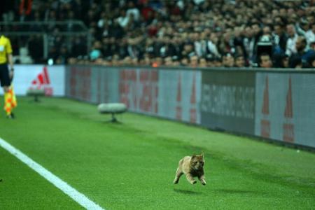 Katze im Stadion: UEFA belangt Bayern-Gegner Besiktas