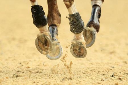 Luhmühlen: Gestürztes Pferd wegen Querschnittlähmung eingeschläfert