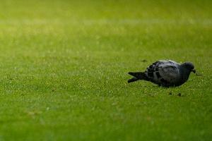 Vogel des Tages: Taube im Signal Iduna Park