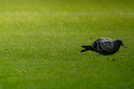 Vogel des Tages: Taube im Signal Iduna Park