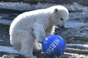 Hertha: Berliner Eisbärin nach Bundesligisten benannt