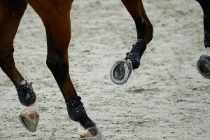 Auch Reitverband in Finanznot: "Hilferufe rund um die Uhr"