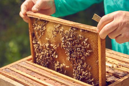 9_Bienen Fotolia_142249989_Krzysztof.jpg