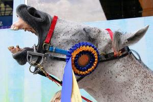 Herpes-Angst in Spanien: Weltverband bricht Sunshine Tour ab