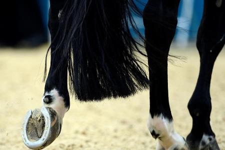 Herpes-Virus bedroht Reitsport: Vier tote deutsche Pferde