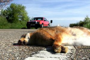 Achtung, Tiere: 2019 gab es so viele Wildunfälle wie nie zuvor