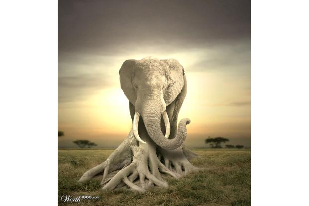 Kreuzung zwischen Elefant und Baum