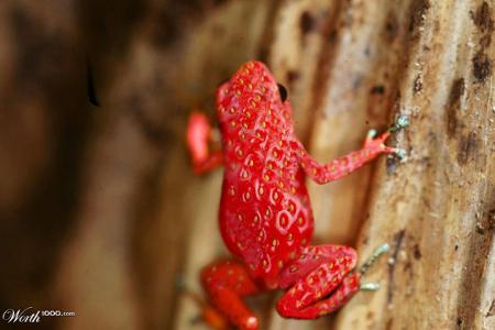 Kreuzung zwischen Frosch und Erdbeere