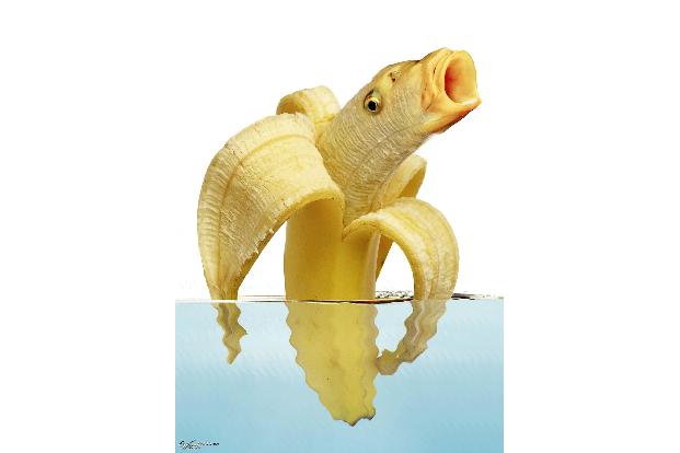 Kreuzung zwischen Fisch und Banane