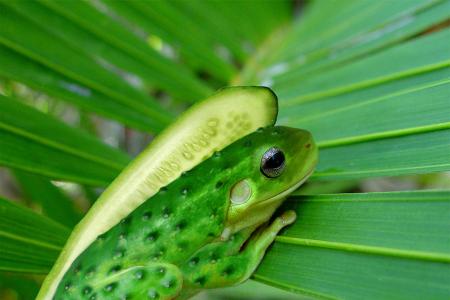 Kreuzung zwischen Frosch und Gurke