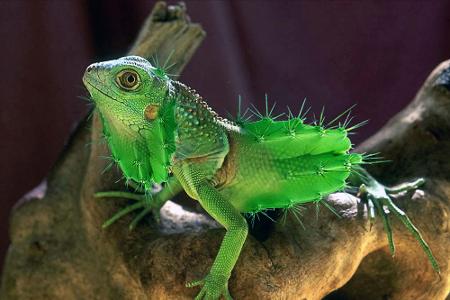 Kreuzung zwischen Gecko und Kaktus