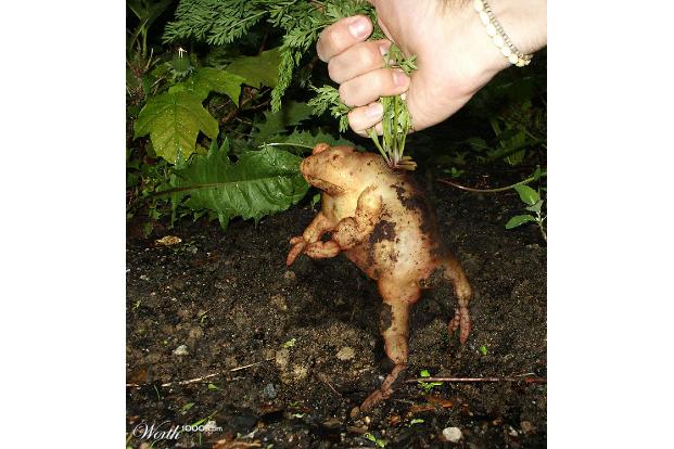 Kreuzung zwischen Kröte und Kartoffel