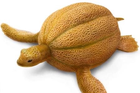 Kreuzung zwischen Schildkröte und Melone