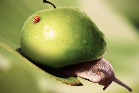 Kreuzung zwischen Schnecke und Apfel