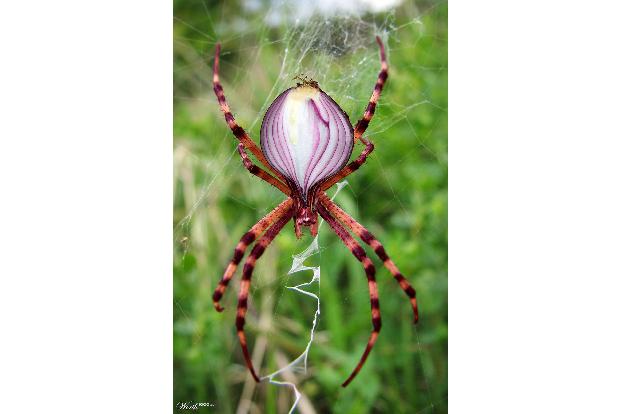 Kreuzung Spinne und Zwiebel