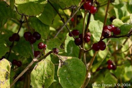 Rote Heckenkirsche