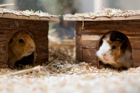 Meerschweinchen imago Eibner.jpg