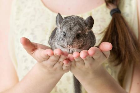 Chinchilla imago Panthermedia.jpg