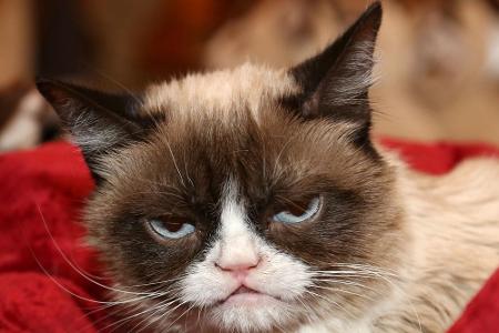 Ihr Tod versetzte die weltweite Internet-Szene am 14. Mai in Trauer: Grumpy Cat galt als eine der bekanntesten Katzen des In...