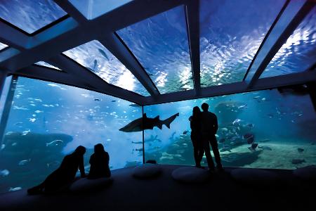 1.1.1 Big-Blue (c) Palma-Aquarium.jpg