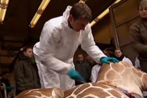 Giraffen-Tötung: Zoo-Direktor erhält Morddrohungen