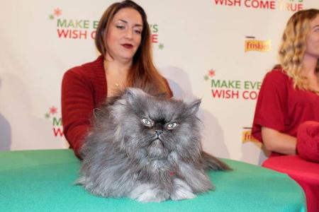 Colonel Miaow