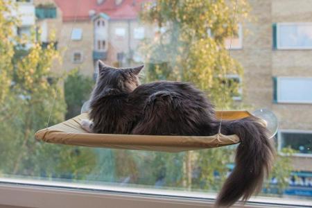 Viele Katzen lieben es zu faulenzen und aus dem Fenster zu starren. Warum dann nicht gleich mit diesem bequemen Katzenbett d...