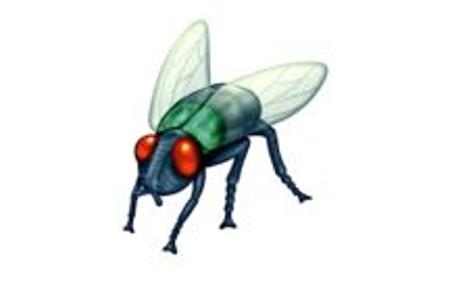 Fliege.JPG