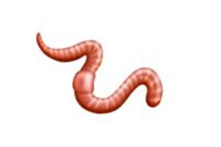 Wurm.JPG