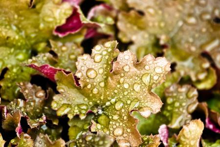 In der Provinz Nova Scotia in Kanada ist es verboten, seine Blumen zu gießen oder den Rasen zu sprengen, wenn es regnet.