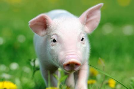 Zu Ehren des ehemaligen französischen Herrschers Napoleon Bonaparte ist es in Frankreich nicht erlaubt, ein Schwein 