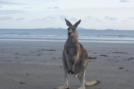 Es mag das skurrilste aller Gesetze sein: In Australien ist es nur erlaubt, mit Kängurus Sex zu haben, wenn man nicht betrun...